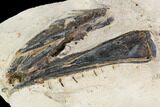 Fossil Enchodus (Fanged Fish) Lower Jaws - Morocco #107345-3